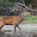 European Red Deer - Photo (c) The Wasp Factory, some rights reserved (CC BY-NC-SA)