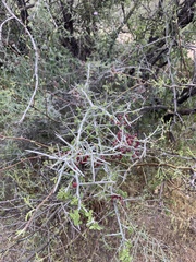 Sarcomphalus obtusifolius canescens