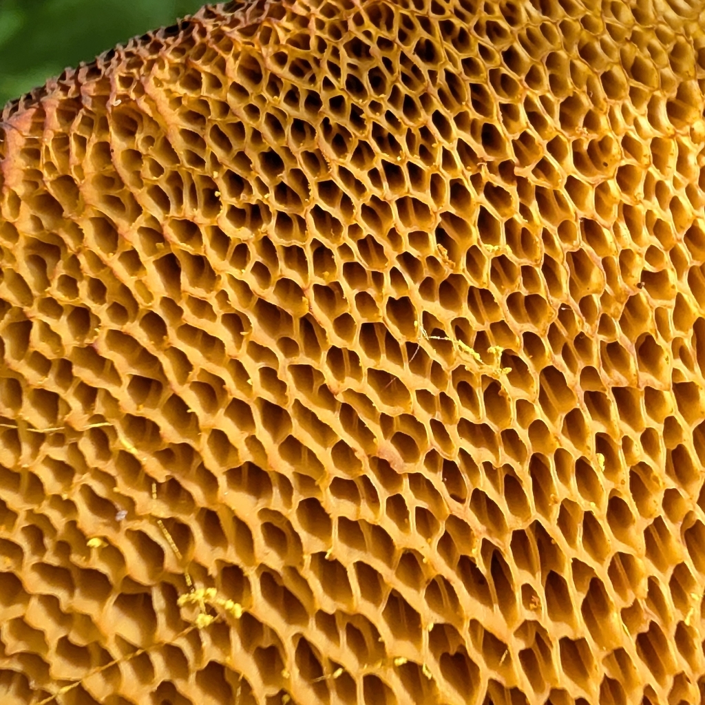 Leathery-veiled Bolete · June 2026 · photo: Photo: no rights reserved · iNaturalist