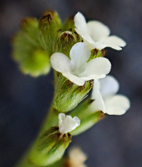 Plagiobothrys stipitatus
