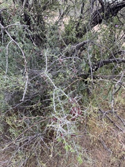 Sarcomphalus obtusifolius canescens