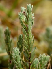 Pimelea mesoa macra