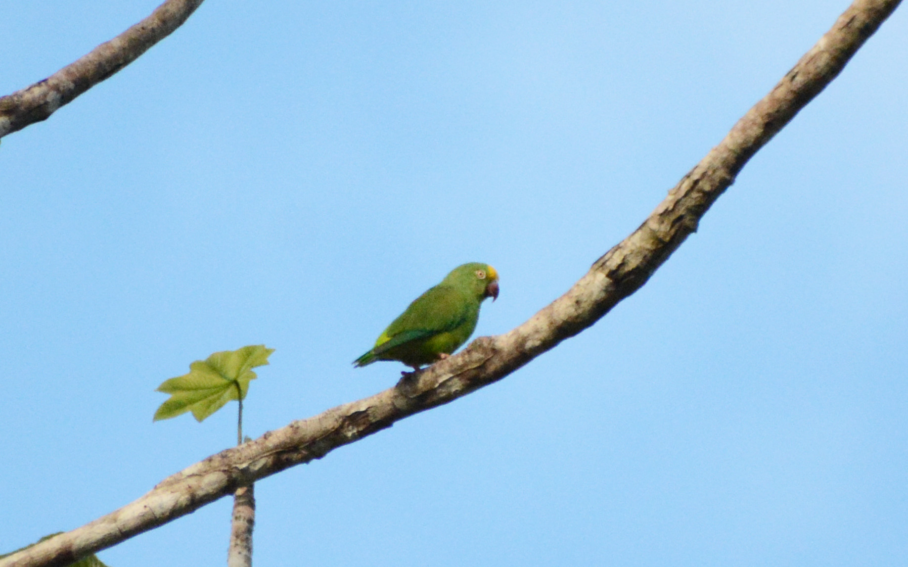 Tui Parakeet (Brotogeris sanctithomae), photo 2