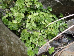 Elatostema parvum