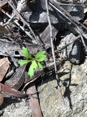 Xanthosia tridentata