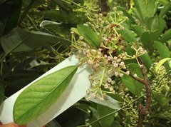Daphniphyllum calycinum