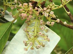Daphniphyllum calycinum