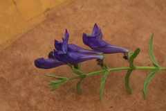 Scutellaria regeliana