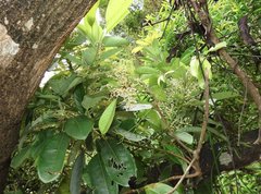 Daphniphyllum calycinum