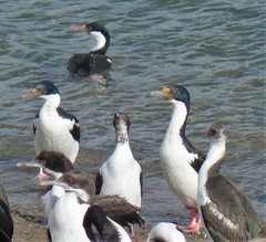 Leucocarbo atriceps albiventer