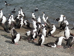 Leucocarbo atriceps albiventer