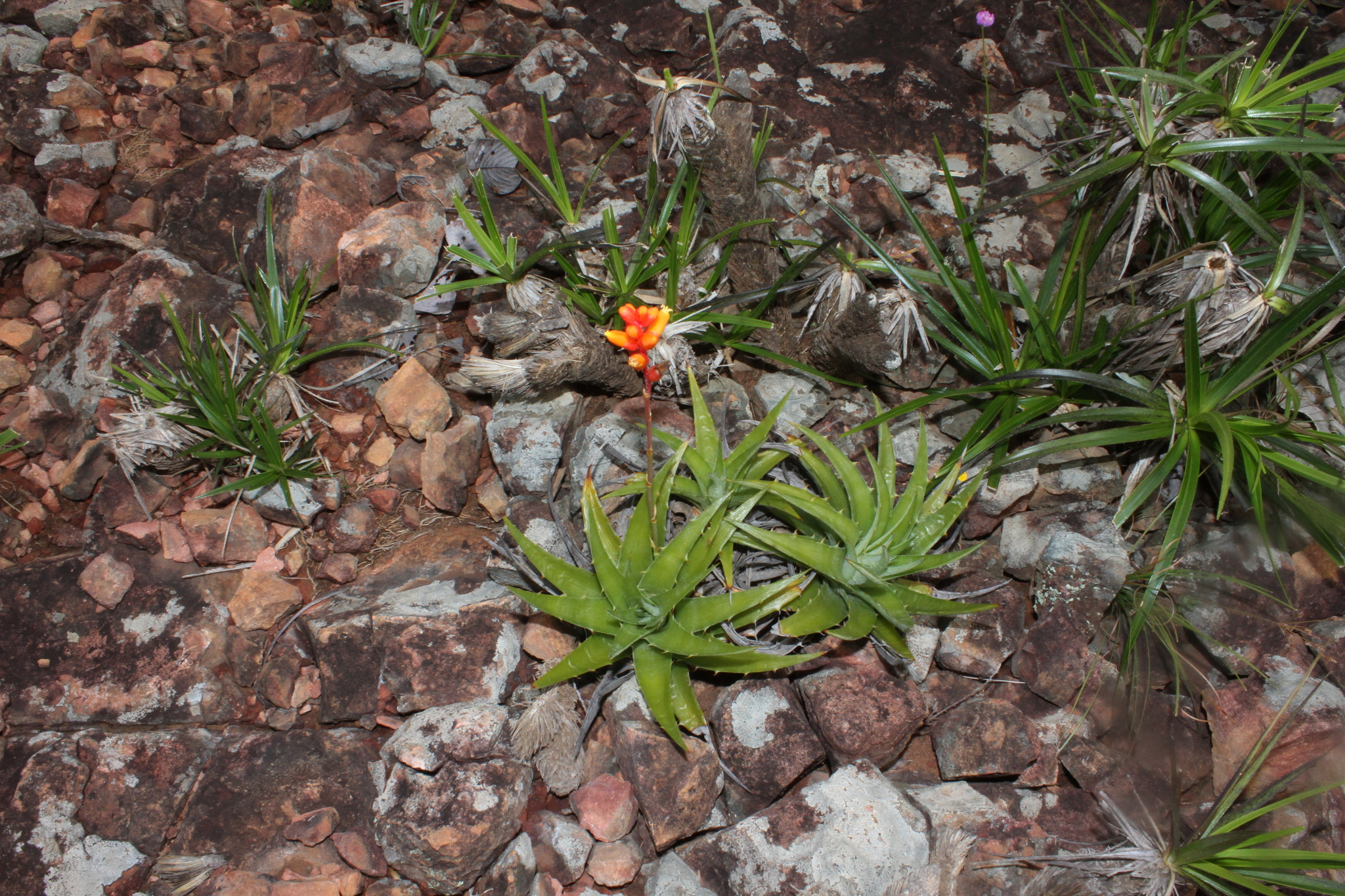 Dyckia richardii