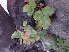 Berberis alpina