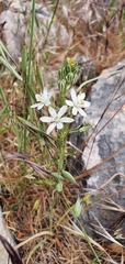 Ornithogalum