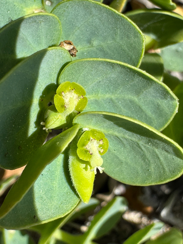 Euphorbia degeneri, 2026-06-12