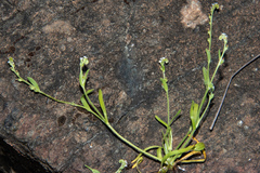 Plagiobothrys stipitatus