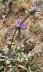 Salvia carduacea