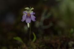 Utricularia jamesoniana