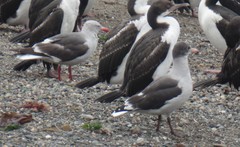 Leucophaeus scoresbii