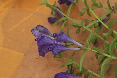 Scutellaria regeliana