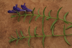 Scutellaria regeliana