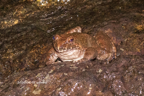Giant Spiny Frog