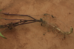 Scutellaria regeliana