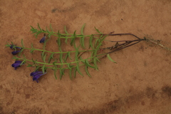 Scutellaria regeliana