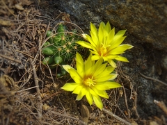 Mammillaria sphaerica