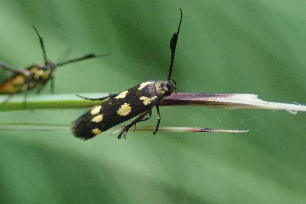 Eretmocera syleuta