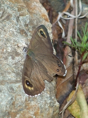 Lasiommata minuscula