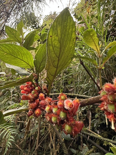 Glossoloma ichthyoderma, photograph 3