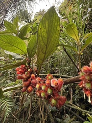 Glossoloma ichthyoderma, photograph (c) Nicolás Baresch Uribe, some rights reserved (CC BY)
