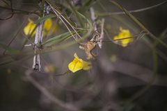 Neogaerrhinum filipes