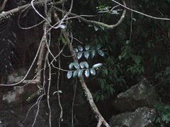 Anodendron benthamianum