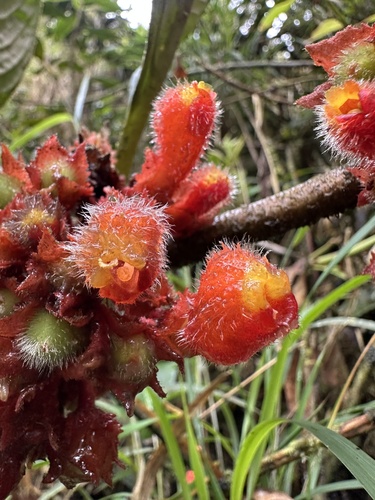 Glossoloma ichthyoderma, photograph 4