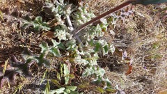Salvia carduacea