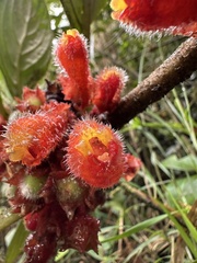 Glossoloma ichthyoderma, photograph (c) Nicolás Baresch Uribe, some rights reserved (CC BY)