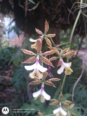 Epidendrum stamfordianum
