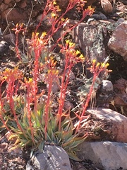 Dudleya saxosa collomiae