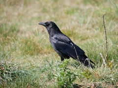 Corvus corone