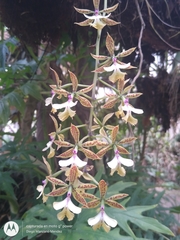 Epidendrum stamfordianum