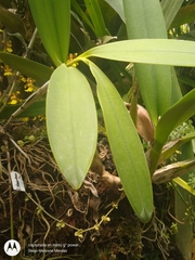 Epidendrum stamfordianum