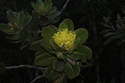 Xanthostemon ferrugineus observed 2025-04-19