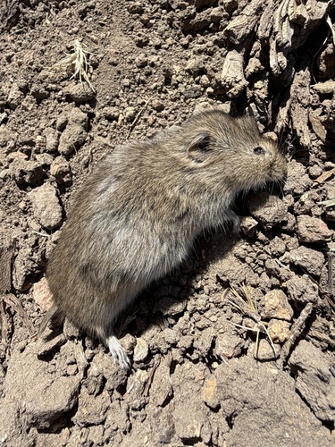 Sagebrush Vole