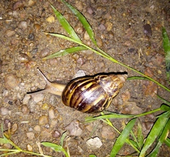 Lissachatina fulica
