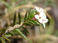 Pimelea nitens nitens