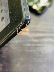 Oecophylla smaragdina