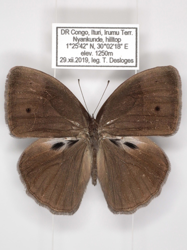 Lesser Rock Bush Brown