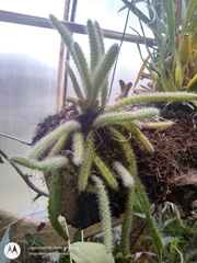 Cleistocactus